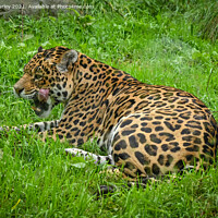 Buy canvas prints of Jaguar licking his lips by Aimie Burley