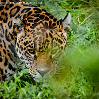 Buy canvas prints of Jaguar stalking by Aimie Burley