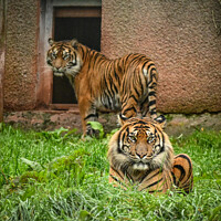 Buy canvas prints of Sumatran tigers by Aimie Burley