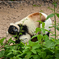 Buy canvas prints of Lemur eating  by Aimie Burley