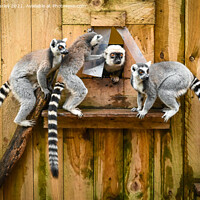 Buy canvas prints of Ring tailed Lemurs  by Aimie Burley