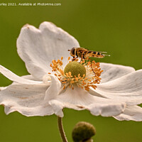 Buy canvas prints of Hoverfly on white flower by Aimie Burley