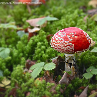 Buy canvas prints of Fly Agaric in Moss by Aimie Burley