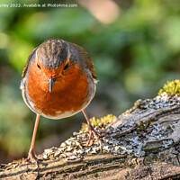 Buy canvas prints of Robin on a branch by Aimie Burley