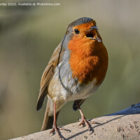 Buy canvas prints of Robin Singing by Aimie Burley