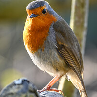 Buy canvas prints of Robin Portrait by Aimie Burley