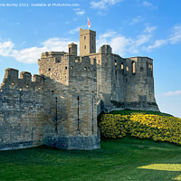 Buy canvas prints of Castle in the daffodils  by Aimie Burley