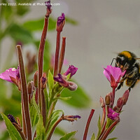 Buy canvas prints of Bee on a pink flower by Aimie Burley