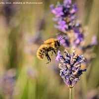 Buy canvas prints of Bee hovering by Aimie Burley