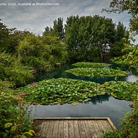 Buy canvas prints of Lily Pads in Meggie’s Burn by Aimie Burley