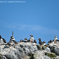 Buy canvas prints of Puffin Paradise by Aimie Burley