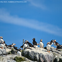 Buy canvas prints of Flock of Puffins on Farne Islands by Aimie Burley
