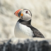 Buy canvas prints of Cliff-dwelling Puffin by Aimie Burley