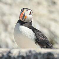 Buy canvas prints of Regal Puffin by Aimie Burley