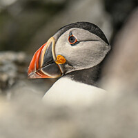 Buy canvas prints of The Puffin's Pristine Portrait by Aimie Burley