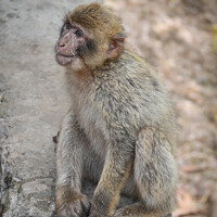 Buy canvas prints of Barbary macaque by Aimie Burley