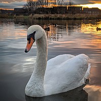 Buy canvas prints of Swan  by Aimie Burley