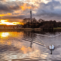 Buy canvas prints of Swan at sunset by Aimie Burley