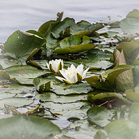 Buy canvas prints of Waterlilies by Aimie Burley