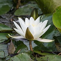 Buy canvas prints of Waterlily by Aimie Burley