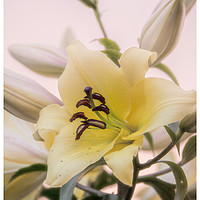 Buy canvas prints of Lilies in Bloom by Aimie Burley