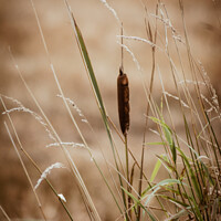 Buy canvas prints of Autumn Grass by Aimie Burley