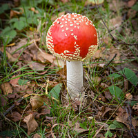 Buy canvas prints of Faberge Toadstool by Aimie Burley