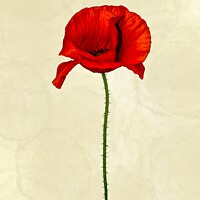 Buy canvas prints of Poppy by Aimie Burley