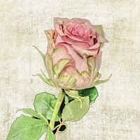 Buy canvas prints of Painted Rose by Aimie Burley