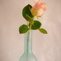 Buy canvas prints of Rose in Bottle by Aimie Burley