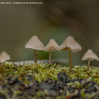 Buy canvas prints of Mossy Mushrooms by Aimie Burley