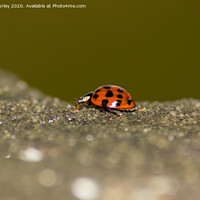 Buy canvas prints of Ladybird  by Aimie Burley
