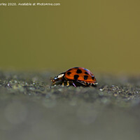 Buy canvas prints of Ladybird  close up by Aimie Burley