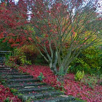 Buy canvas prints of Autumn steps, Northumberland  by Aimie Burley