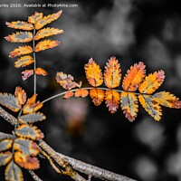 Buy canvas prints of Golden Autumn Leaves by Aimie Burley