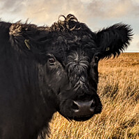 Buy canvas prints of A Cow in Northumberland  by Aimie Burley