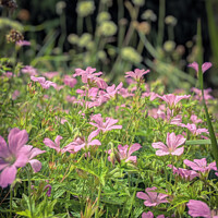 Buy canvas prints of Pink Flowers   by Aimie Burley