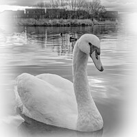 Buy canvas prints of Swan by Aimie Burley