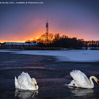 Buy canvas prints of Swans on ice by Aimie Burley