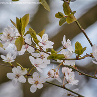 Buy canvas prints of White Cherry blossom by Aimie Burley