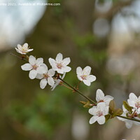 Buy canvas prints of White blossom by Aimie Burley