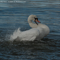 Buy canvas prints of Mute swan by Aimie Burley