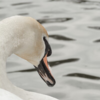 Buy canvas prints of Swan close up  by Aimie Burley