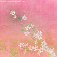 Buy canvas prints of White blossom on pink by Aimie Burley