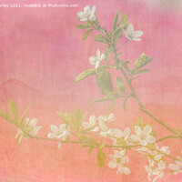 Buy canvas prints of Pink and white blossom  by Aimie Burley