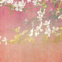 Buy canvas prints of Blossoms by Aimie Burley