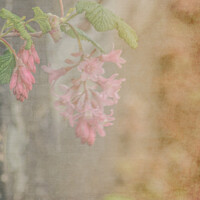 Buy canvas prints of Soft flowers by Aimie Burley