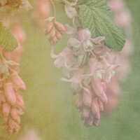 Buy canvas prints of Soft pink flowers by Aimie Burley