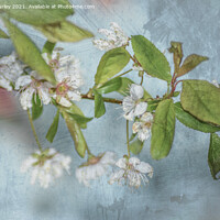 Buy canvas prints of White blossom on blue by Aimie Burley