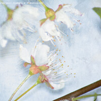 Buy canvas prints of Blossom close up by Aimie Burley